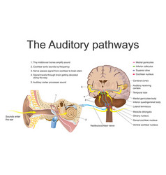 Auditory System Education Info Graphic