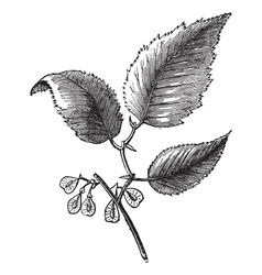 Slippery Elm Vintage Engraving