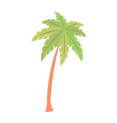 Cartoon Tropical Palm Tree On A White Background