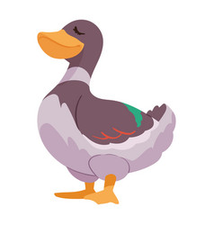 Duck Farm Animal