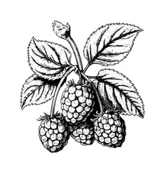 Raspberry Drawing Isolated Hand Drawn Engraved