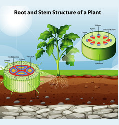 Diagram showing dicot stem structure Royalty Free Vector