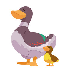 Duck Mother With Baby