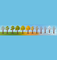 Tree In Different Seasons Of Year