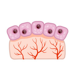 Cell Of Human Organism Skin System