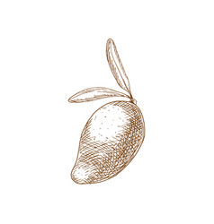 Mango Tropical Fruit Isolated Sketch