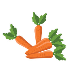 Fresh Carrots On A White Background