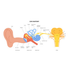 Ear Anatomy Diagram