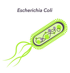 Escherichia Coli Bacteria E