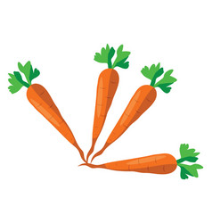 Ripe Carrots On A White Background