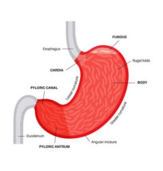 Stomach Sections Diagram