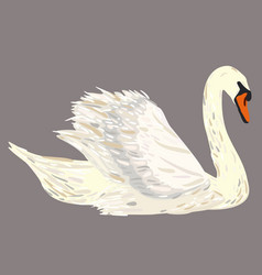 Swan On Grey Background