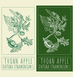 Drawing Thorn Apple Hand Drawn