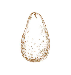 Alligator Pear Exotic Avocado Isolated Sketch