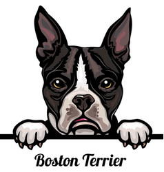 Boston Terrier - Color Peeking Dogs Breed Face