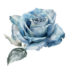 Blue Pastel Rose Flower Watercolor