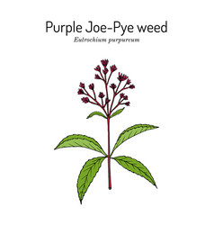 Purple Joe-pye Weed Eutrochium Purpureum