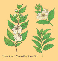 Tea Plant Camellia Sinensis 4