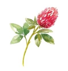 Red Watercolor Clover Field