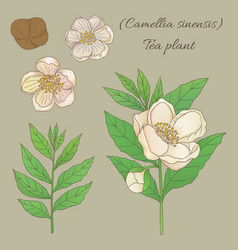 Tea Plant Camellia Sinensis 5