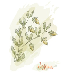 Jojoba Branch