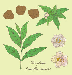 Tea Plant Camellia Sinensis 6