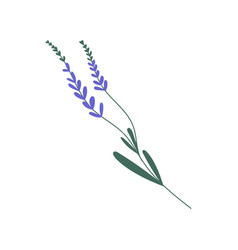 Purple Lavender Or Lavandula With Stem And Leaves