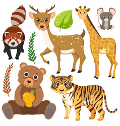 Wild Animals Cartoon Collection