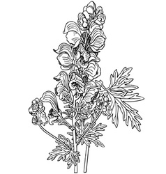 Plant Aconitum Napellus