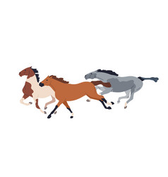 Race Horses Running Wild Mustangs In Action