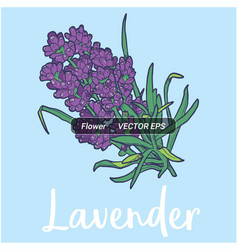 Lavender Flower