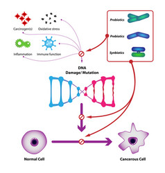 Probiotic Bacteria Prevent Dna Damage And Mutation