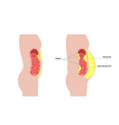 Visceral Fat Diagram