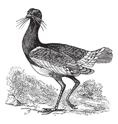 Great Bustard Vintage Engraving