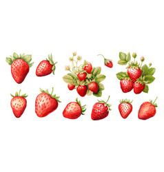 Strawberry Berries Bush And Flowers