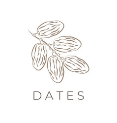 Date Fruit Simple Line Art