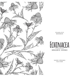 Hand-drawn Echinacea Seamless Border