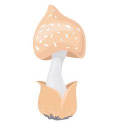 Death Cap Mushroom Cartoon Icon Unedible Fungus