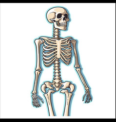 Human Skeleton Sticker