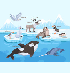 Arctic And North Animal On Ice Plate And Swimming