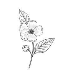 Drawing Flower Of Tea Plant