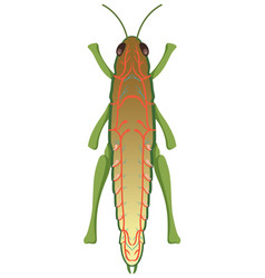 Anatomy Of Grasshopper On White Background