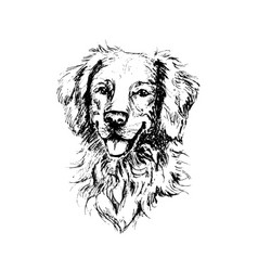 Sketch Portrait Of Fluffy Smiling Golden Retriever