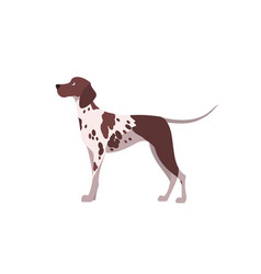 German Shorthair Pointer Dog