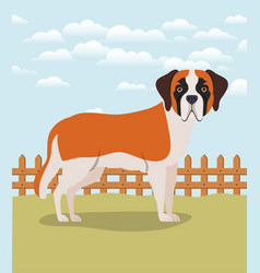 Cute Saint Bernard Dog Pet In Camp