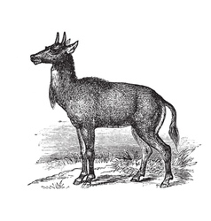 Nilgai Vintage Engraving