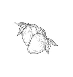 Mango Sketch Icon Isolated Engraved Fruit