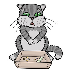 Sad Gray Cat Begging He Collects Money In A Box