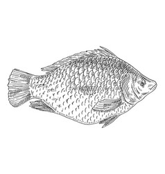 Whole Fresh Fish Tilapia On White Vintage