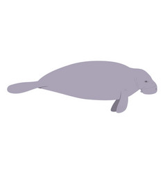 Trichechus Manatus - West Indian Manatee - Flat